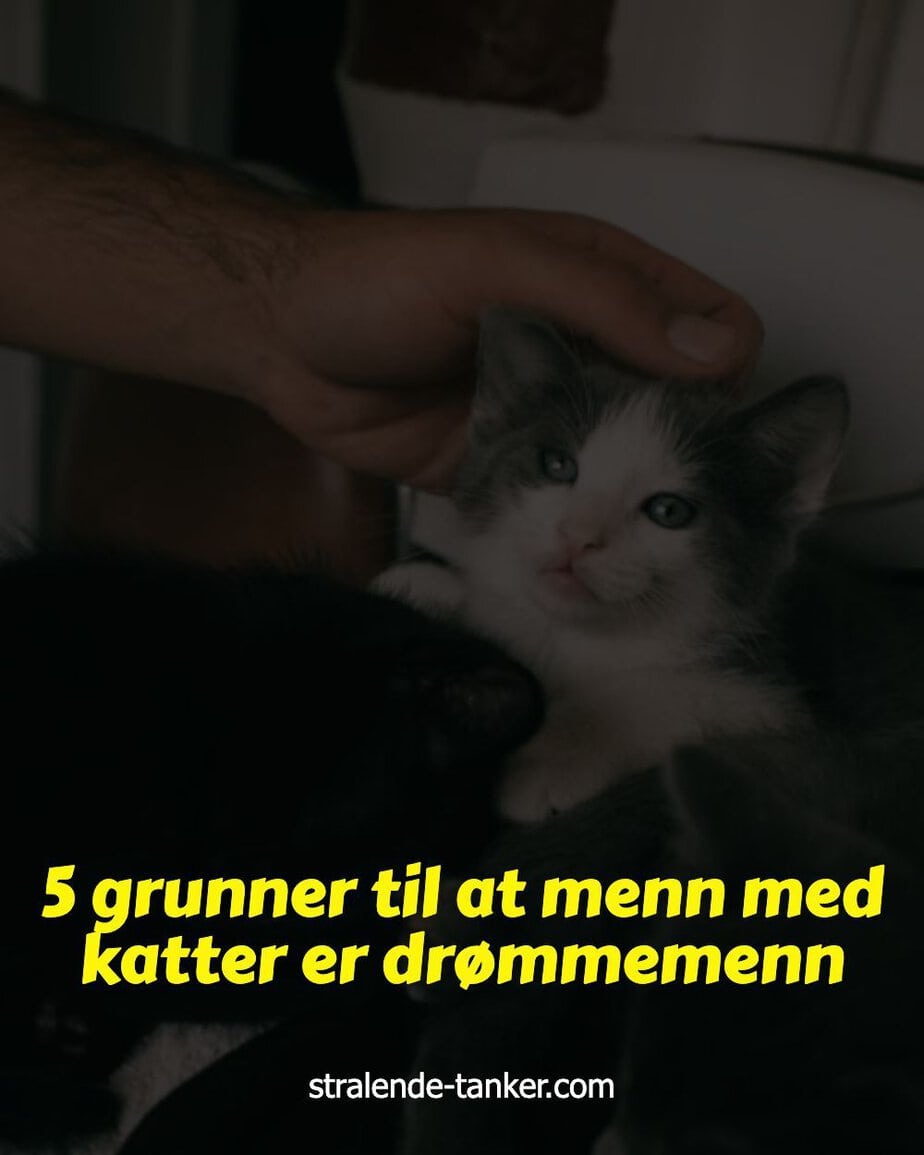 5 grunner til at menn med katter er drømmemenn 5 grunner til at menn med katter er drømmemenn